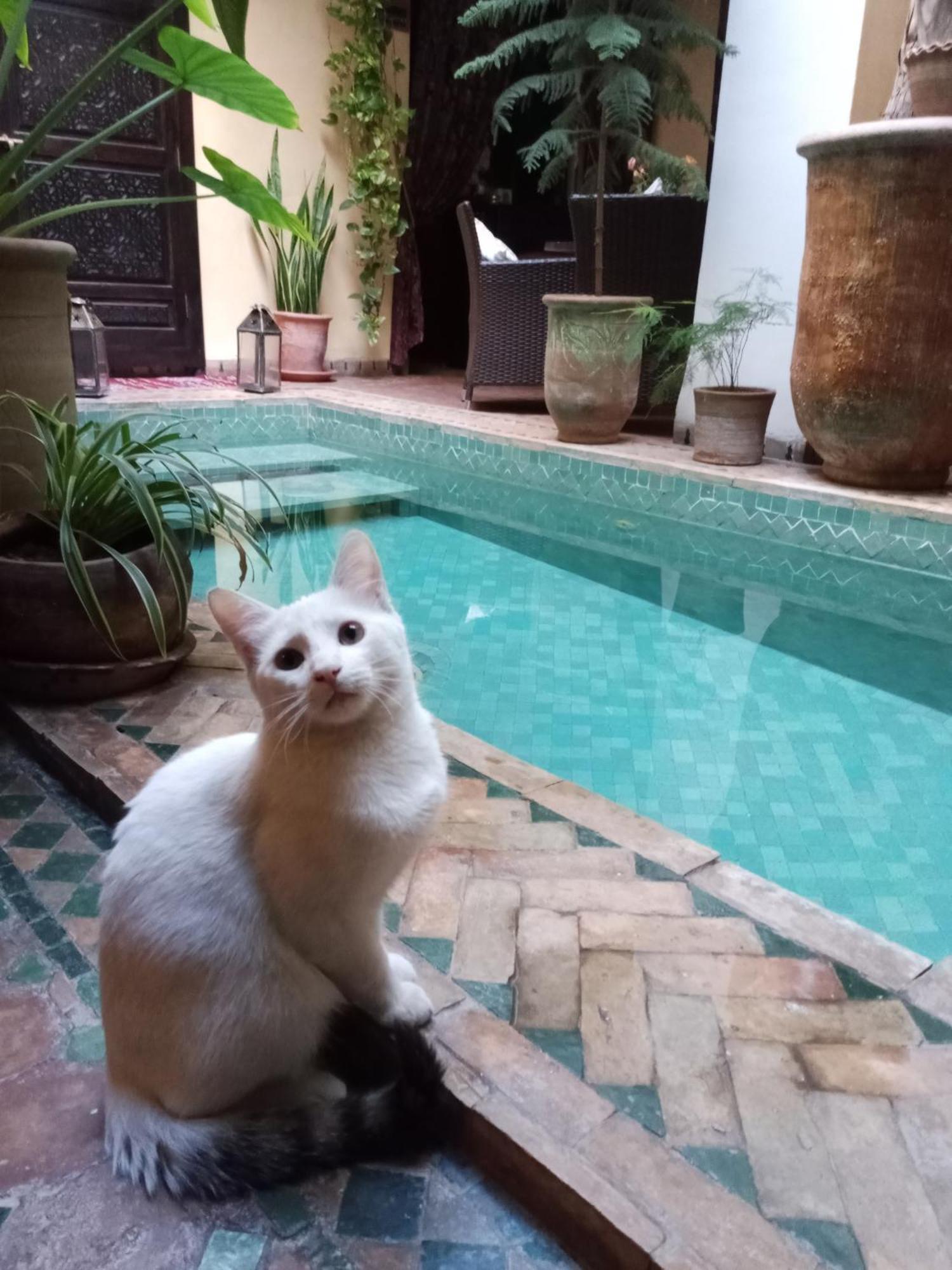 Riad Aguaviva Marrakesh Bagian luar foto